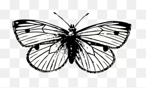 Cabbage Moth Clip Art At ClipartFlare ClipartFlare.com - Vector Clip Art Online ClipartFlare.com 