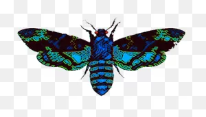 Download Hd Moth Man Mothman - Moth Clipart Png Transparent Png ClipartFlare.com 