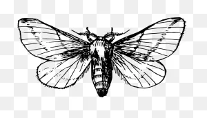 Insects Clipart Moth - Moth Clipart Black And White - Png Download ClipartFlare.com 