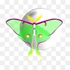Moon And Moth | Free PNG-WebP