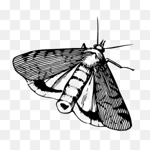 Moth In Black And White | Free PNG-WebP