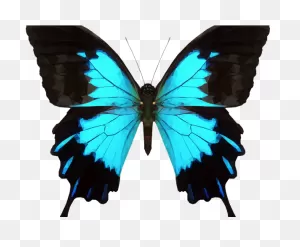 Moth Clipart Tumblr Transparent - Png Download - Full Size Clipart ClipartFlare.com 