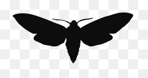 Moth Png - Moth Silhouette Clipart - Large Size Png Image - ClipartFlare