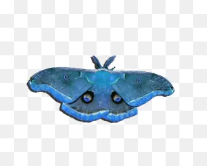 Male Moth Medium Blue .png Duvet Cover For Sale By Al Powell ClipartFlare.com 
