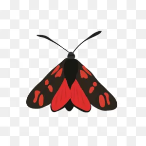 Six-Spot Burnet Moth | The Wildlife Trusts