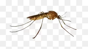 Common House Mosquito