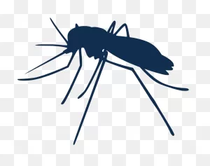 File:mosquito Gender En.PNG-WebP - Wikimedia Commons