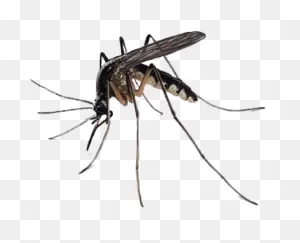 Mosquito (Real World) | Vs Battles Wiki | ClipartFlare
