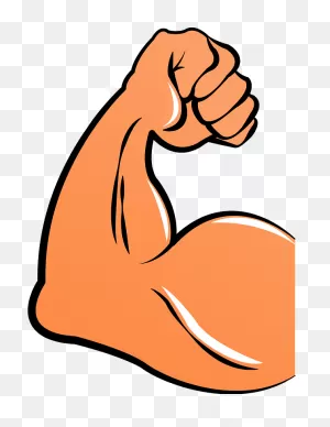 Biceps Muscle Clipart. Free Download Transparent .png | ClipartFlare