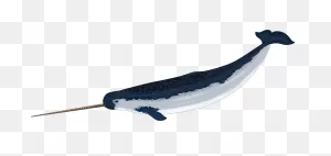 Free Baby Narwhal Cliparts, Download Free Baby Narwhal Cliparts ClipartFlare.com 