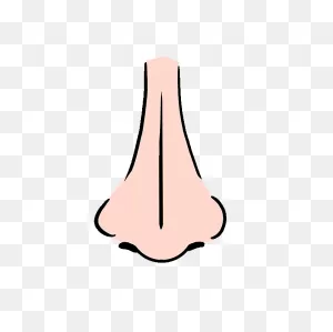 How To Draw A Nose – Really Easy Drawing Tutorial In 2021 | Nose ClipartFlare.com 