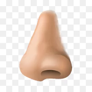Nose