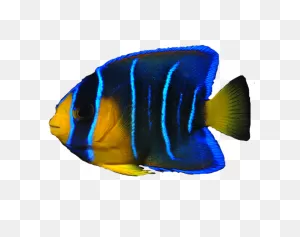 Download Ocean Fish Transparent Image Hq Png Image | ClipartFlare