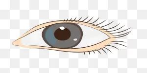 Ojos Vista Cara - Gráficos Vectoriales Gratis En ClipartFlare
