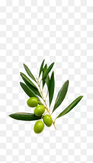 Extra Virgin Olive Oil | La Española Olive Oil