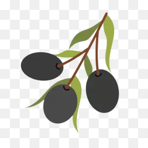 How Is Olive Oil Made? - ClipartFlare