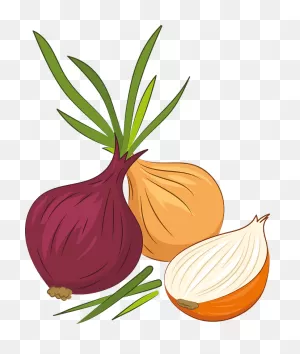 Onion Clipart. Free Download Transparent .png | ClipartFlare