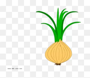 Onion Isolated, Onion On Transparent Background Clipart - Full ClipartFlare.com 