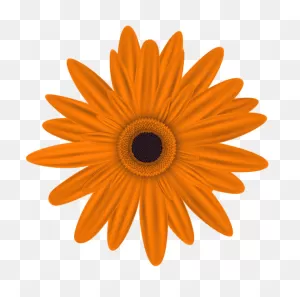 Orange Flower Clip Art Png Image | Flower Clipart, Orange Flowers ClipartFlare.com 