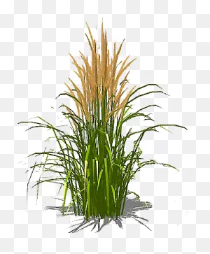 Download Hd Feather-Grass - Grass Texture Single Transparent ClipartFlare.com 