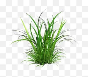 Download Hd Free Ornamental Grass Png - Tall Grass Texture Png ClipartFlare.com 