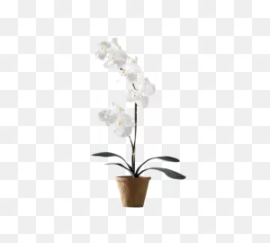 Download Hd Pink Orchid Png Clip Art - Orchid Flower Clipart ClipartFlare.com 