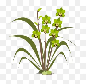 Free Columbian Orchid Cliparts, Download Free Columbian Orchid ClipartFlare.com 