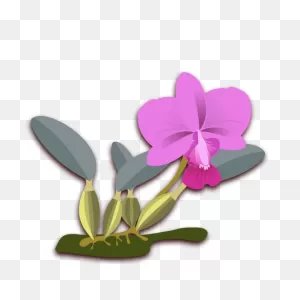 Free Photo Flower Orchids Orchid Nature Flor Flora Clip Art - Max ClipartFlare.com 