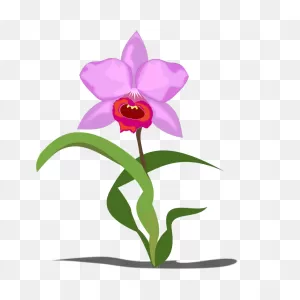 Free Orchid Cliparts, Download Free Orchid Cliparts Png Images ClipartFlare.com 