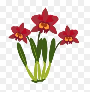 How To Draw Orchid - Draw A Orchid Flower Clipart - Full Size ClipartFlare.com 
