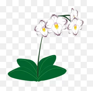 Orchid Clipart Bougainvillea - Drawing Orchids Png | Full Size Png ClipartFlare.com 