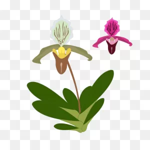 Orchid Clipart - Png Download - Large Size Png Image - ClipartFlare