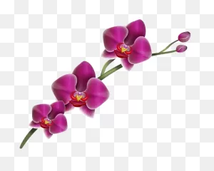 Orchid Clipart Cattleya Flower - Png Download - Full Size Clipart ClipartFlare.com 
