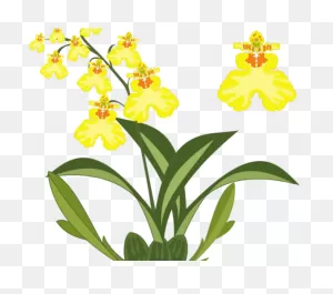 Pink Cattleya Orchid Clip Art Image - Clipsafari