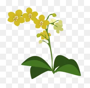 Yellow Moth Orchid Clipart. Free Download Transparent .png | ClipartFlare