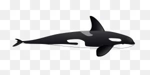 10  Free Orcinus Orca & Orca Images
