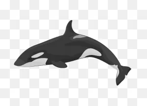 Killer Whale Clipart. Free Download Transparent .png | ClipartFlare