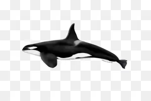 Killer Whale | Noaa Fisheries