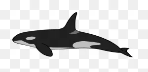 Orca Clipart - Killer Whale - Png Download - Full Size Clipart ClipartFlare.com 