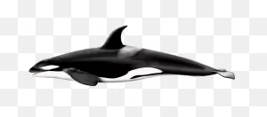 Orcinus Orca Png By Lg-Design On 
