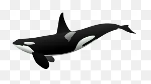 Orca | All Species Wiki | ClipartFlare