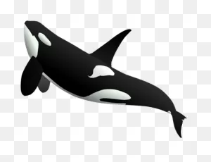Orca