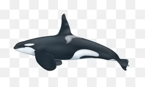 Orca (Killer Whale)