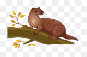 Otter Clipart. Free Download Transparent .png | ClipartFlare
