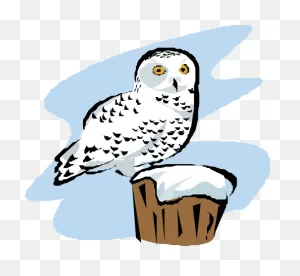 Download Snowy Owl - Snowy Owls Cartoon Transparent Png Image With ClipartFlare.com 