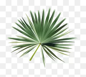 Free Palm Branch Cliparts, Download Free Palm Branch Cliparts Png ClipartFlare.com 