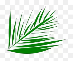 Palm-Leaf Manuscript Palm Trees Computer Icons Palm - Palm Fronds ClipartFlare.com 