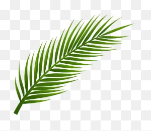 Palm Tree Leaf Png Clip Art | Palm Frond Art, Palm Tree Tattoo ClipartFlare.com 