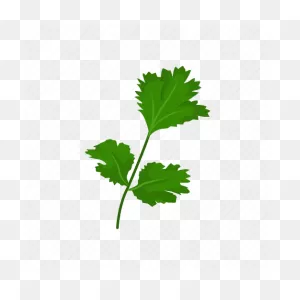 Aroma, Garden Parsley, Herb, Parsley, Seasoning, Spices, Vegetable ClipartFlare.com 