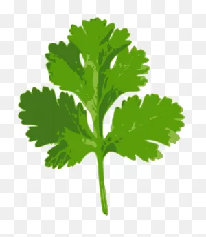 Coriander Parsley Indian Cuisine Herb Ghormeh Sabzi - Coriander ClipartFlare.com 